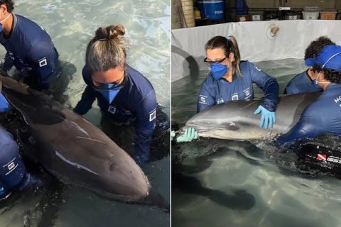 Golfinho-de-Fraser é resgatado após encalhar em praia de SP;